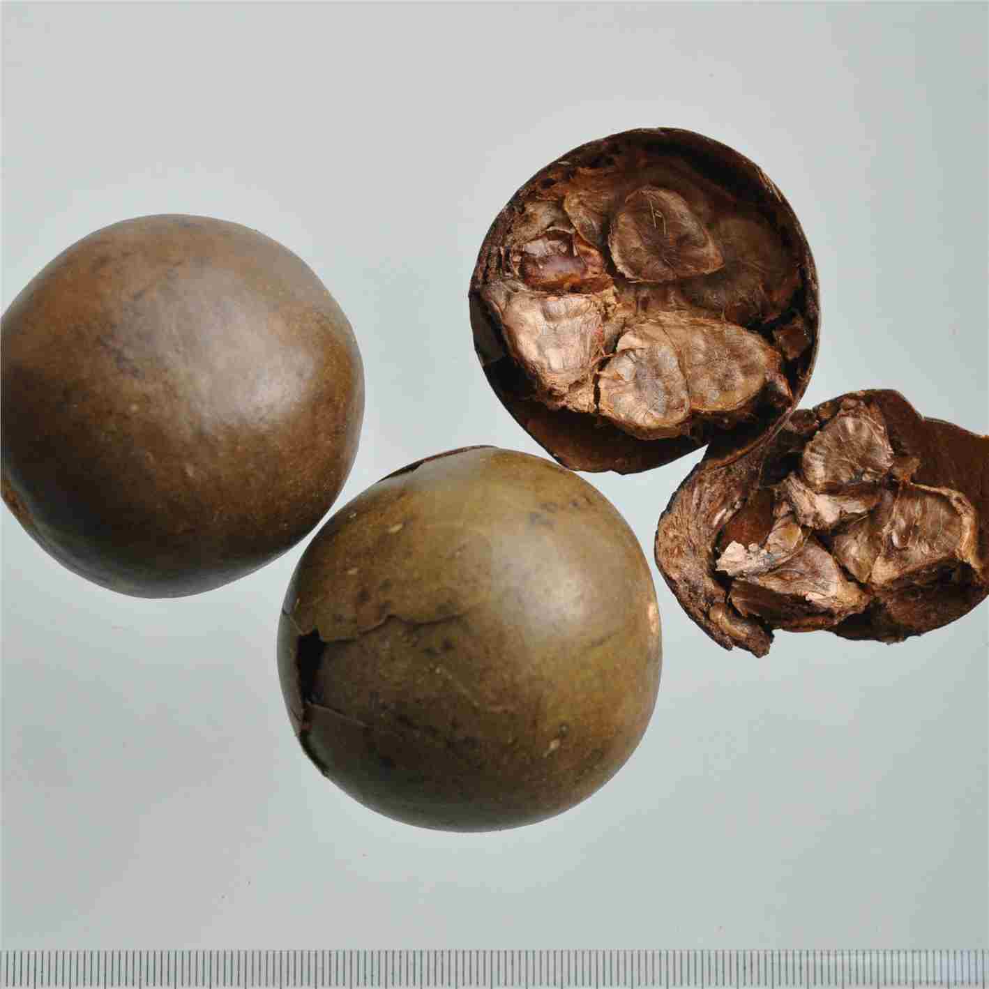 Fructus Momordicae powder( luo han guo)